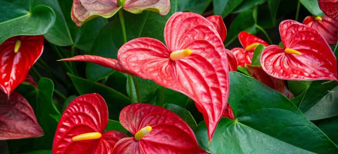Attention aux plantes décoratives mais toxiques